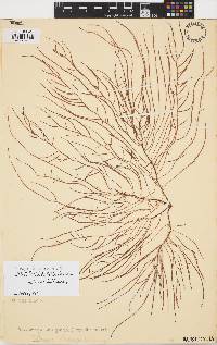 Doxodasya lanuginosa image