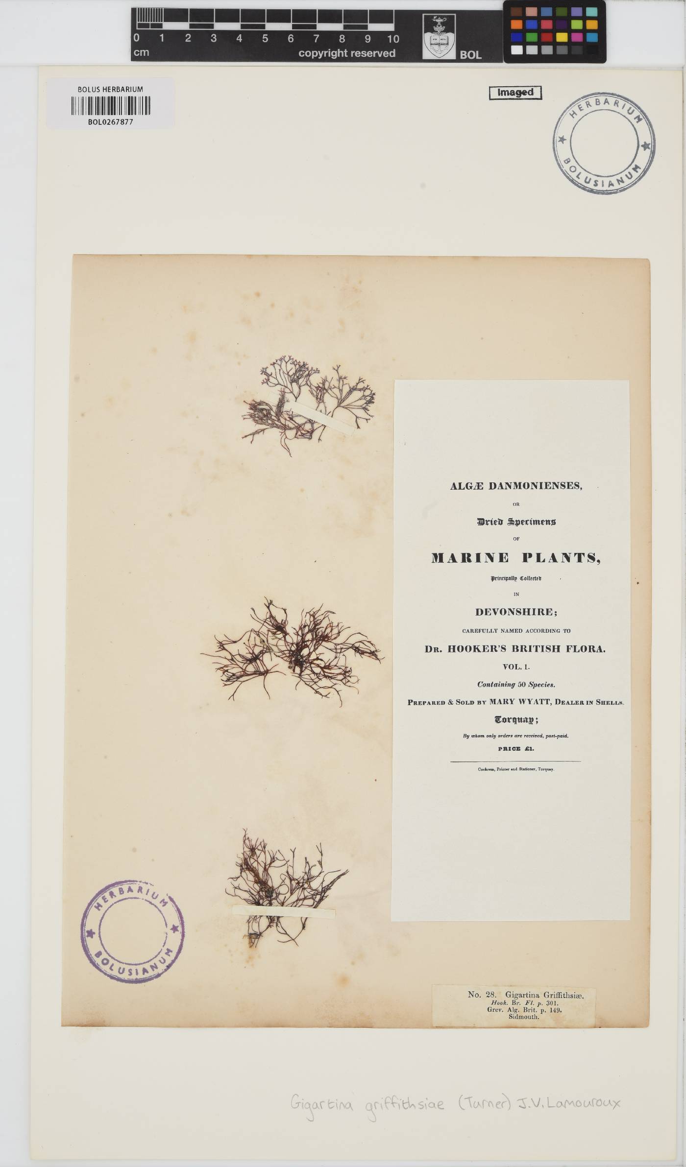Gymnogongrus griffithsiae image