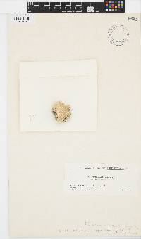 Corallina berteroi image