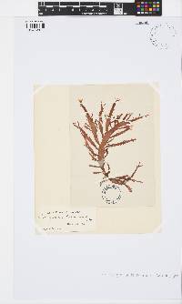 Nienburgia andersoniana image