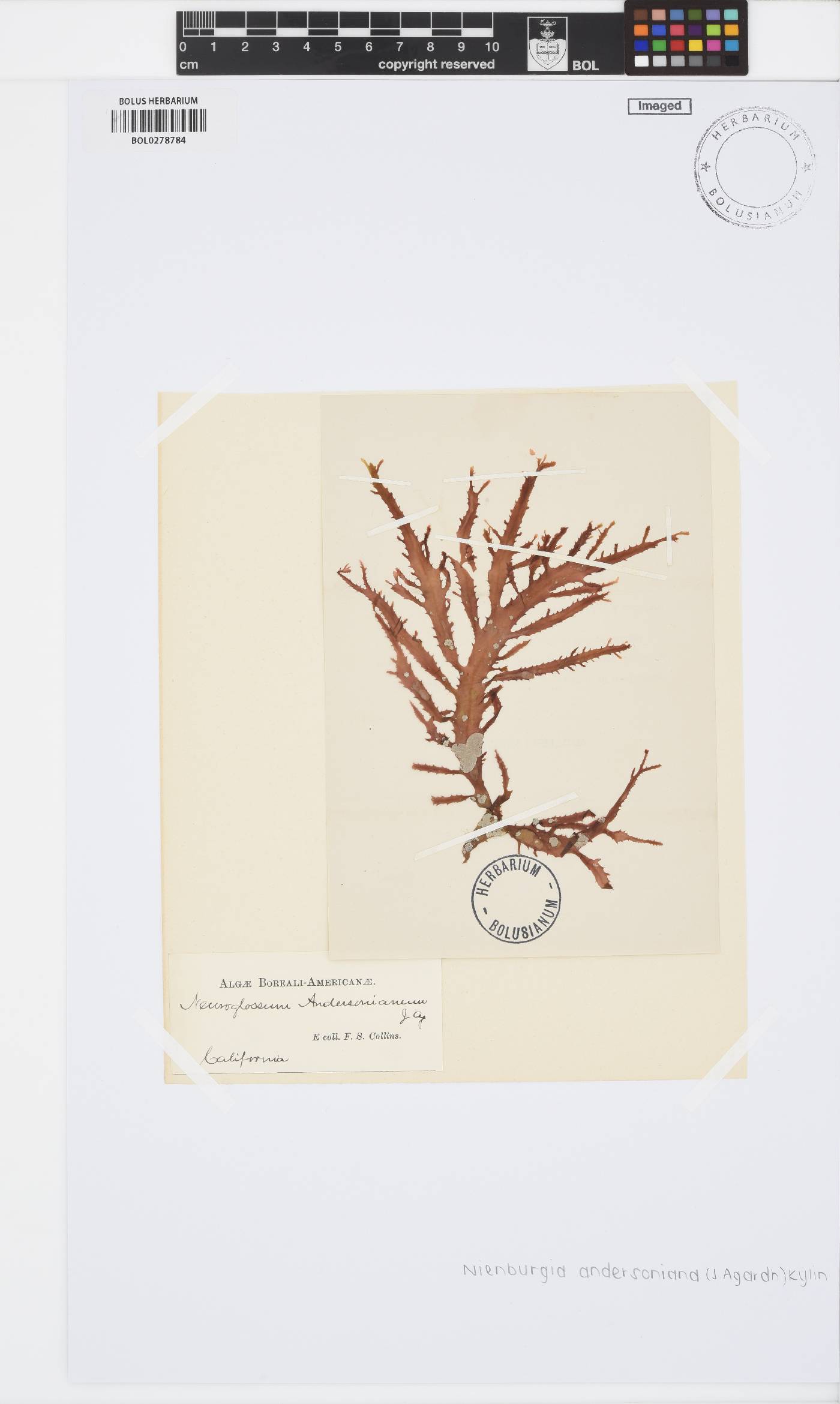 Nienburgia andersoniana image