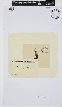 Leveillea jungermannioides image