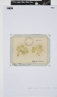 Jania subulata image