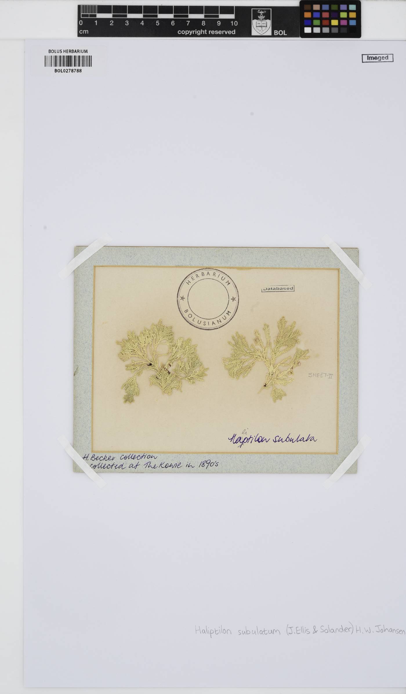 Jania subulata image