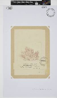 Griffithsia globulifera image