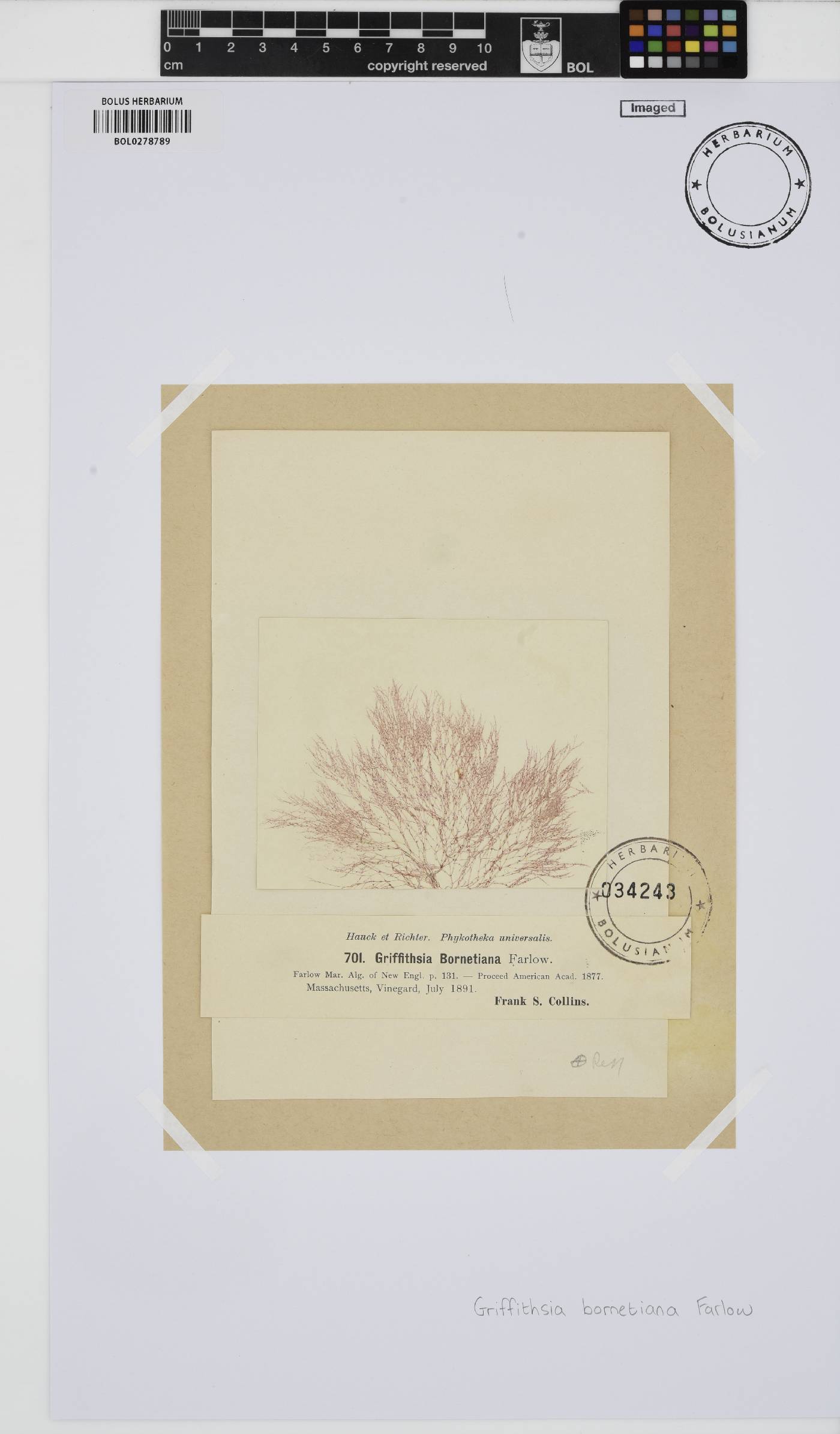 Griffithsia image