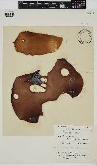 Pachymenia orbitosa image