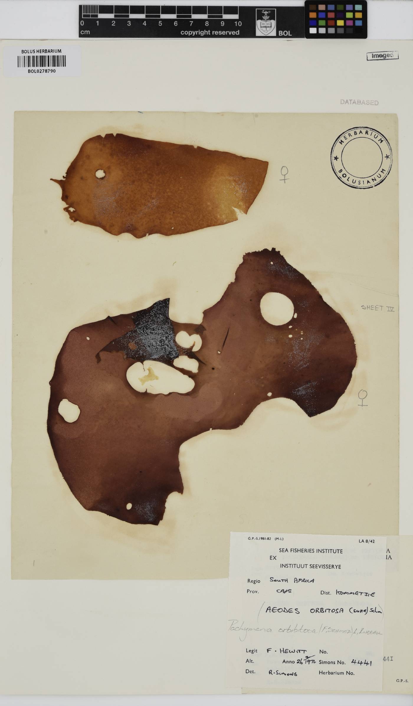 Pachymenia orbitosa image
