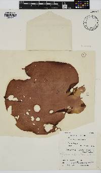 Pachymenia orbitosa image