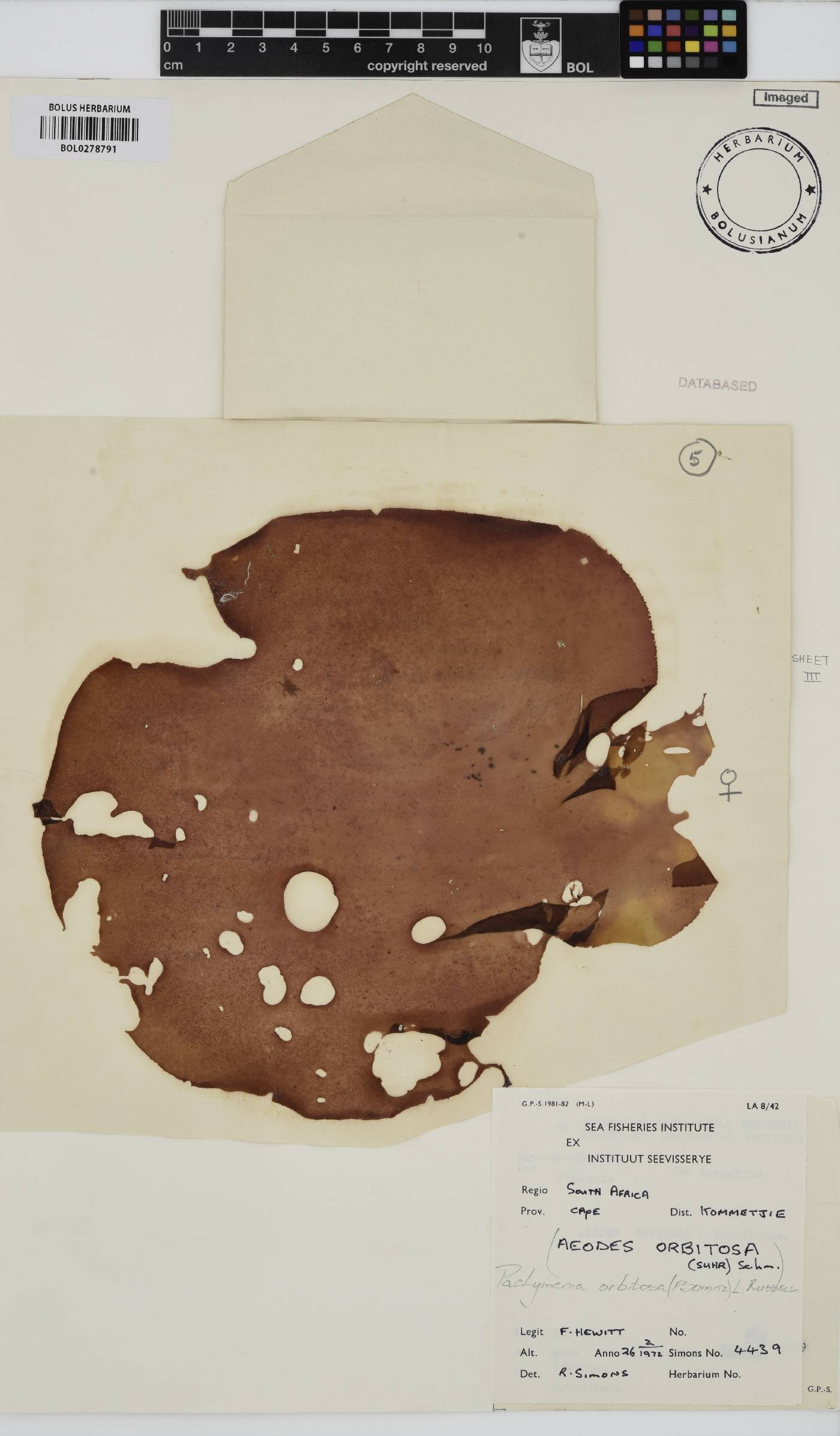 Pachymenia orbitosa image