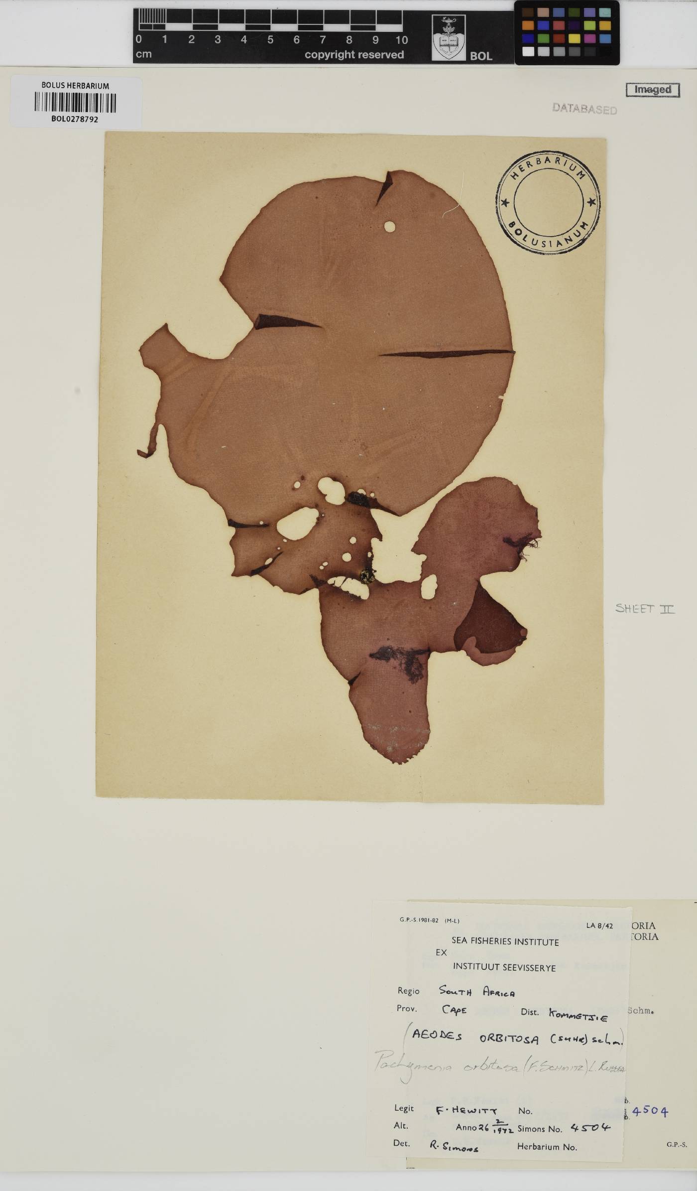 Pachymenia orbitosa image