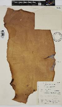 Pachymenia orbitosa image