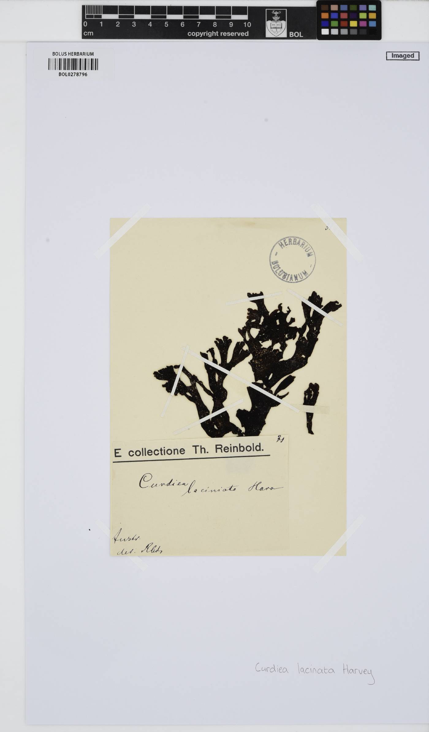 Curdiea angustata image