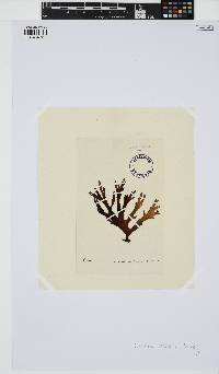 Curdiea angustata image