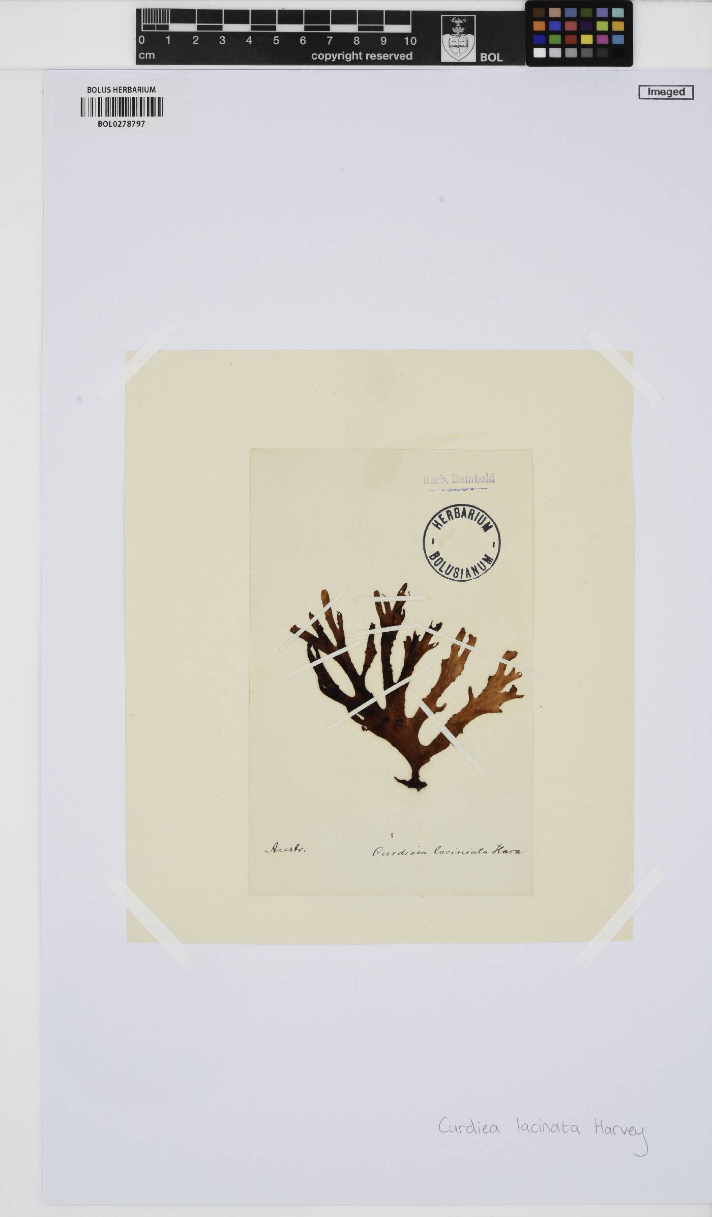 Curdiea angustata image