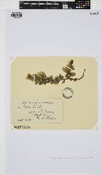 Claviclonium ovatum image