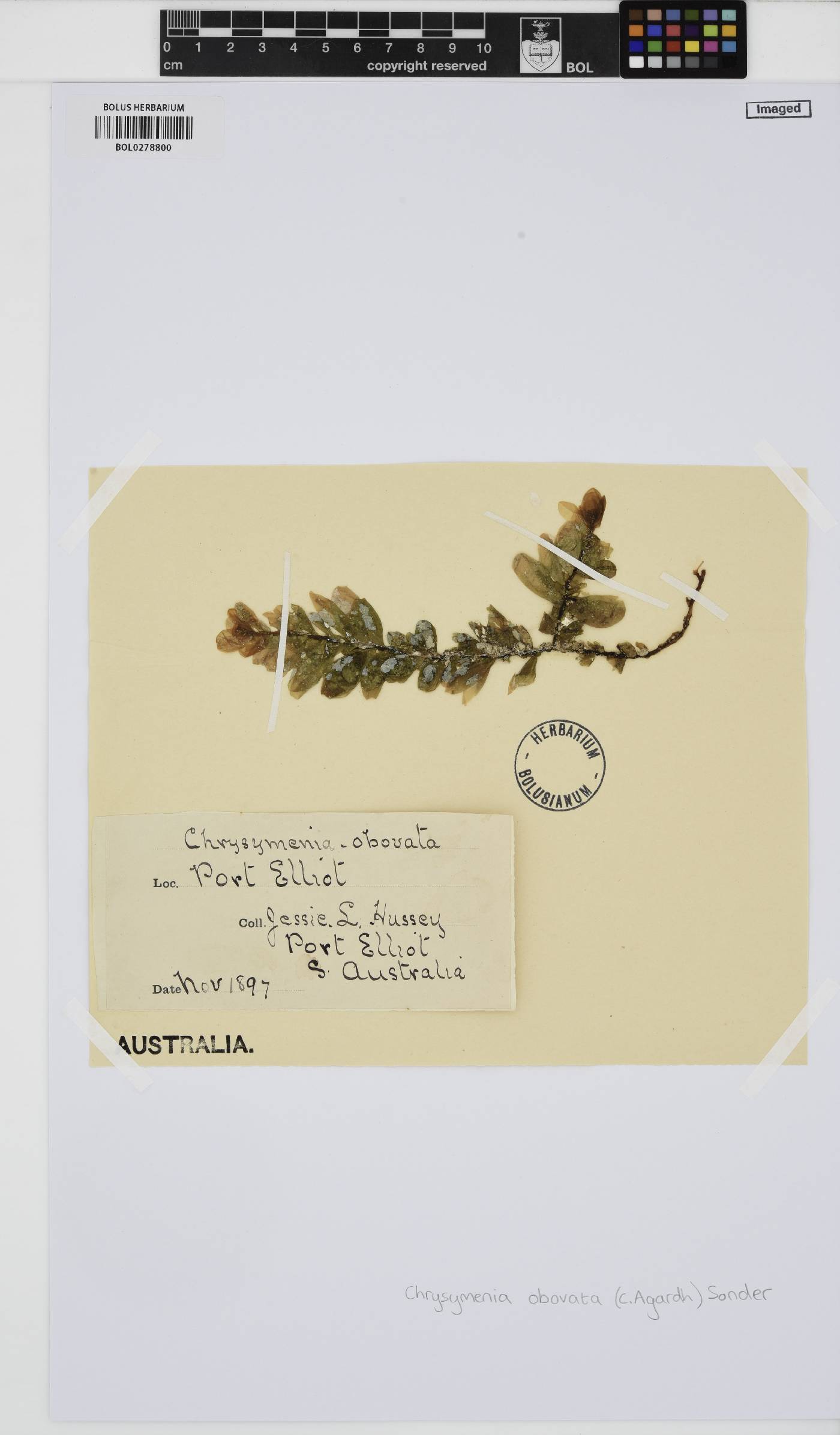 Clavicloniaceae image
