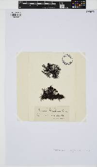 Choreocolax polysiphoniae image