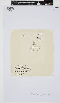 Choreocolax polysiphoniae image