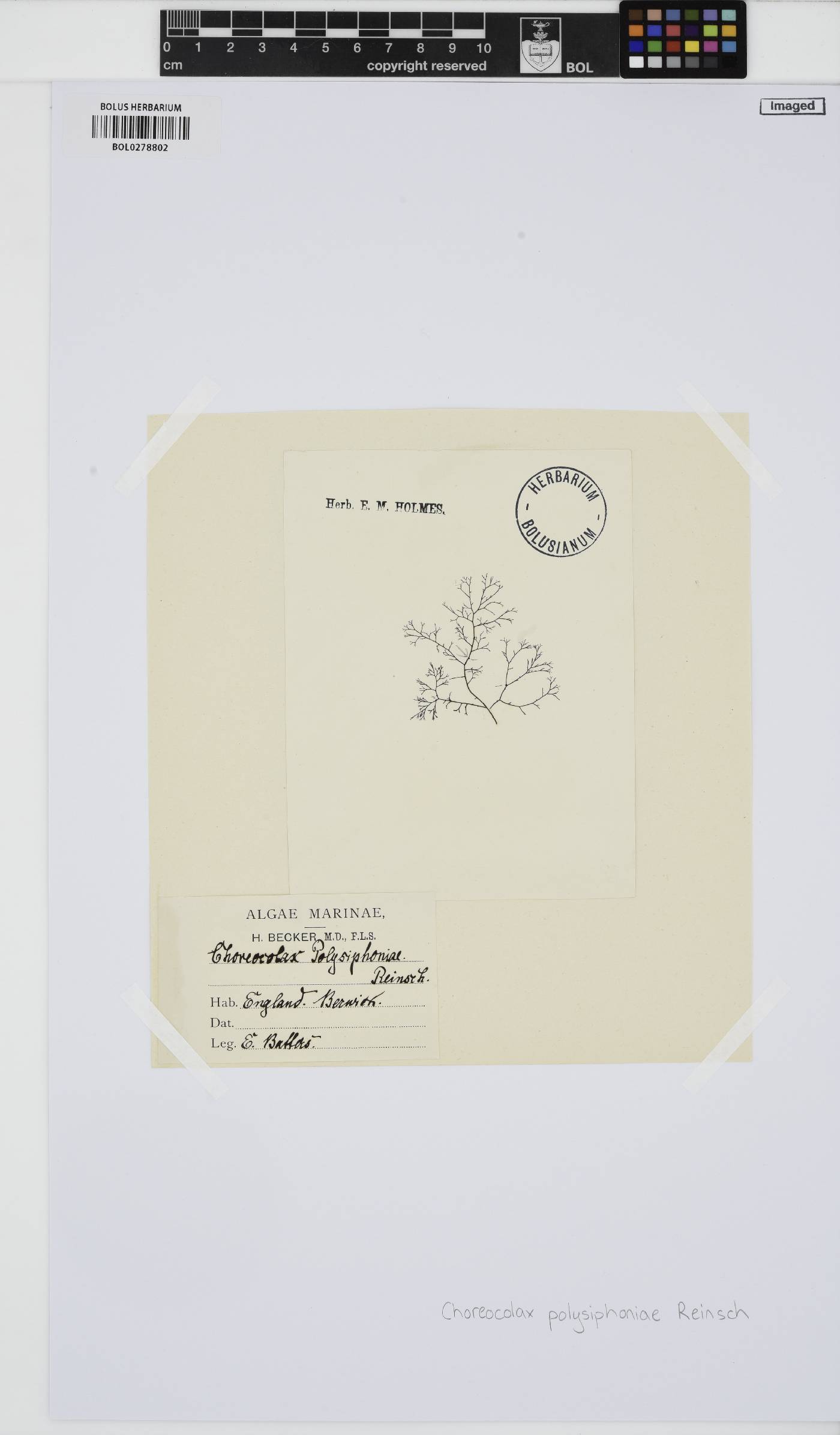 Choreocolax polysiphoniae image