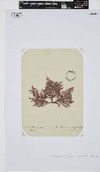 Callithamnion granulatum image
