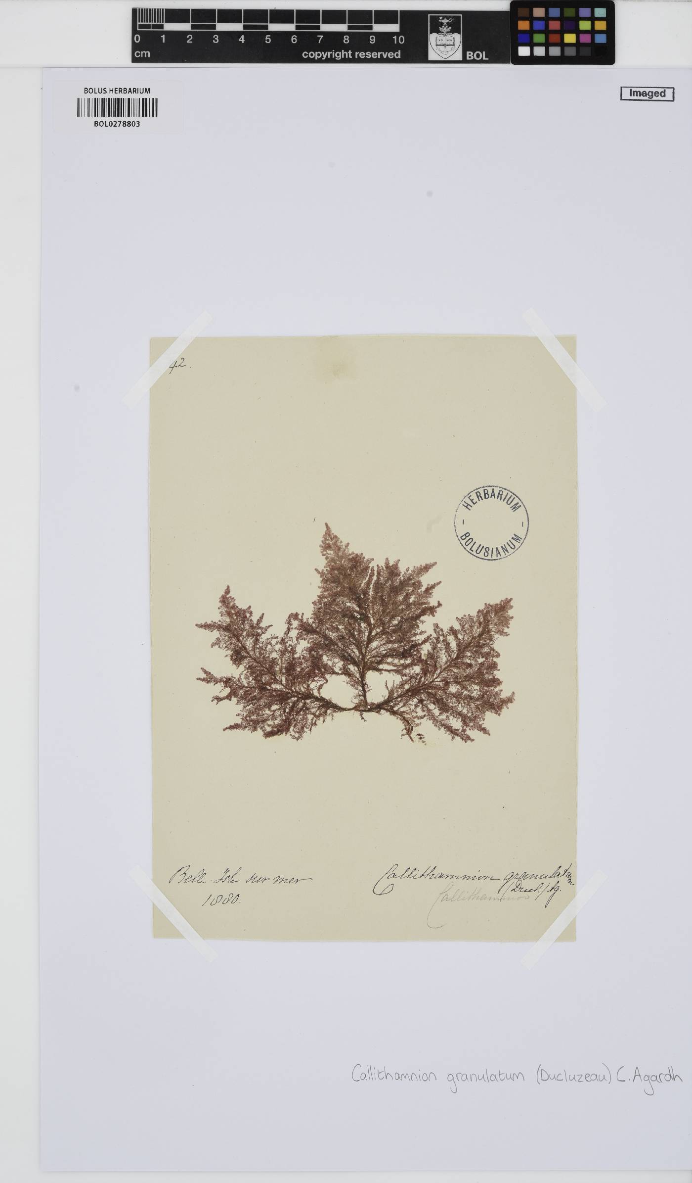 Callithamnion granulatum image