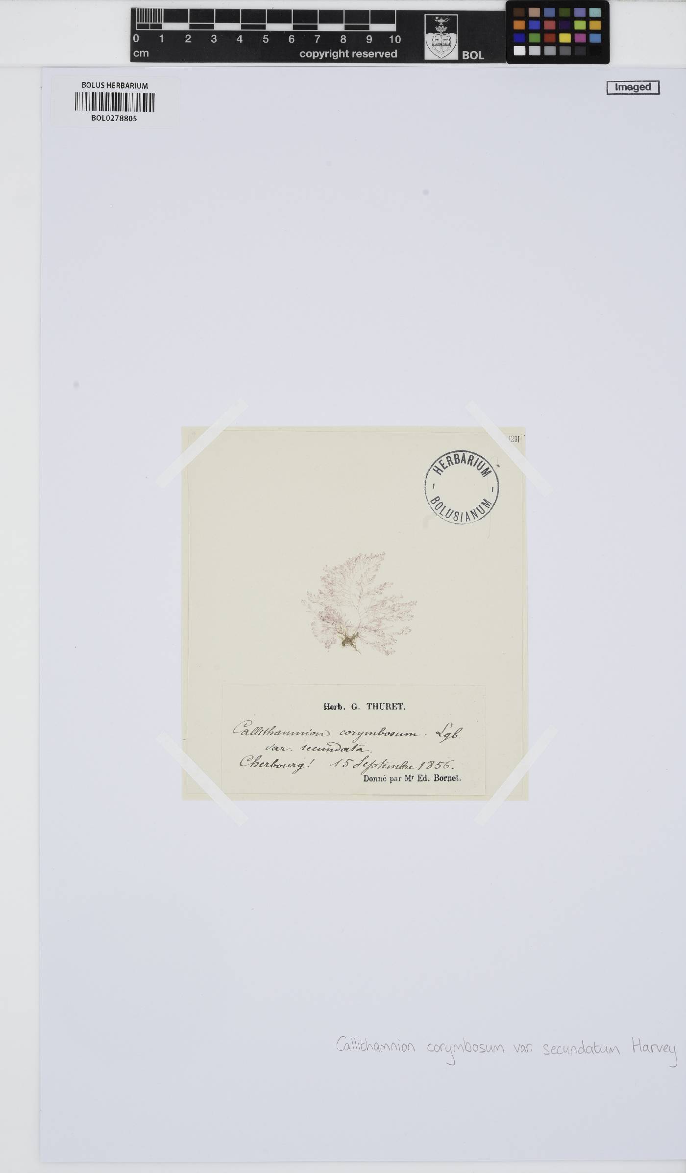 Callithamnion corymbosum var. secundatum image