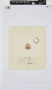 Callithamnion byssoides image