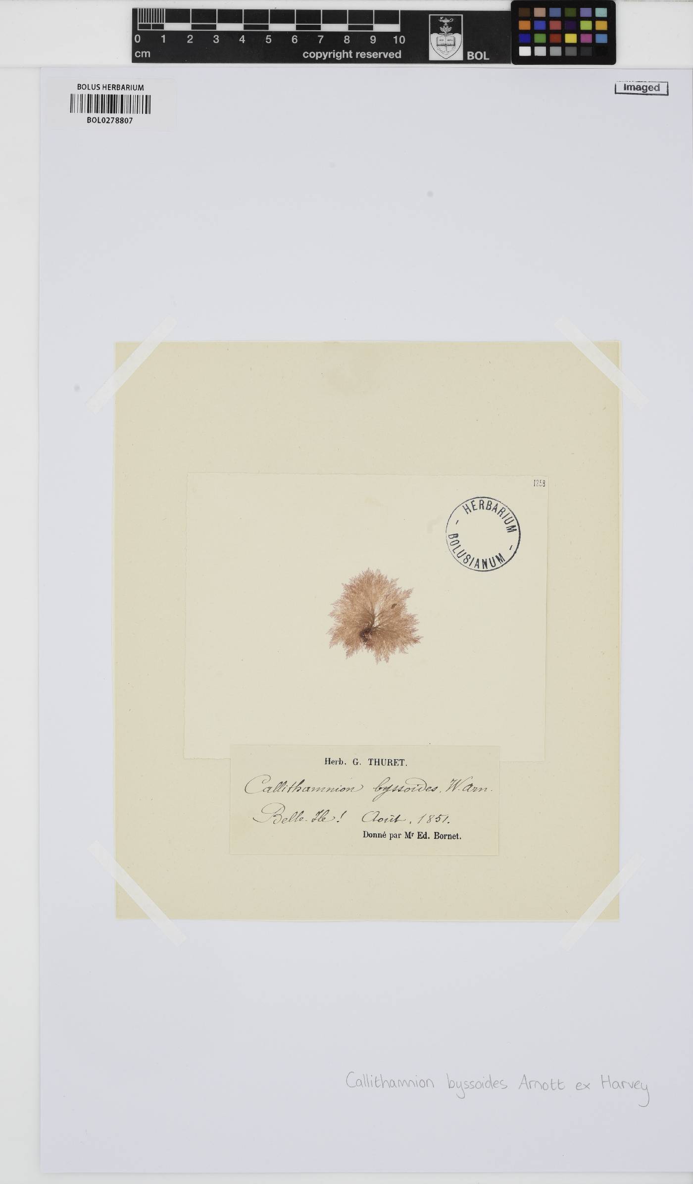 Callithamnion byssoides image
