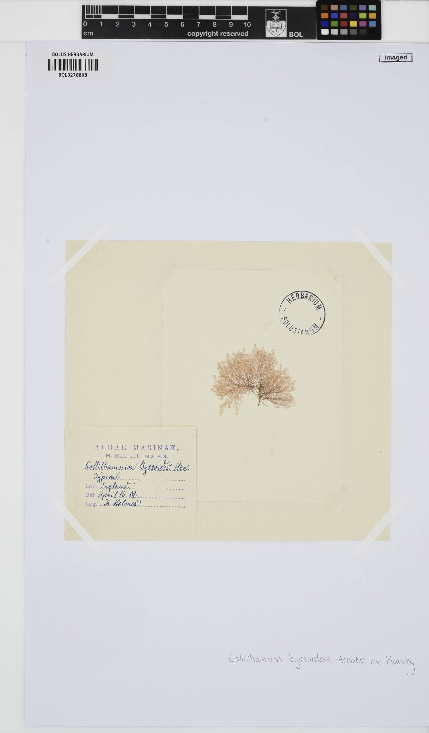 Callithamnion byssoides image