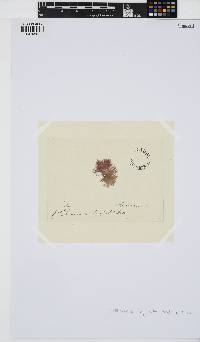 Callithamnion byssoides image