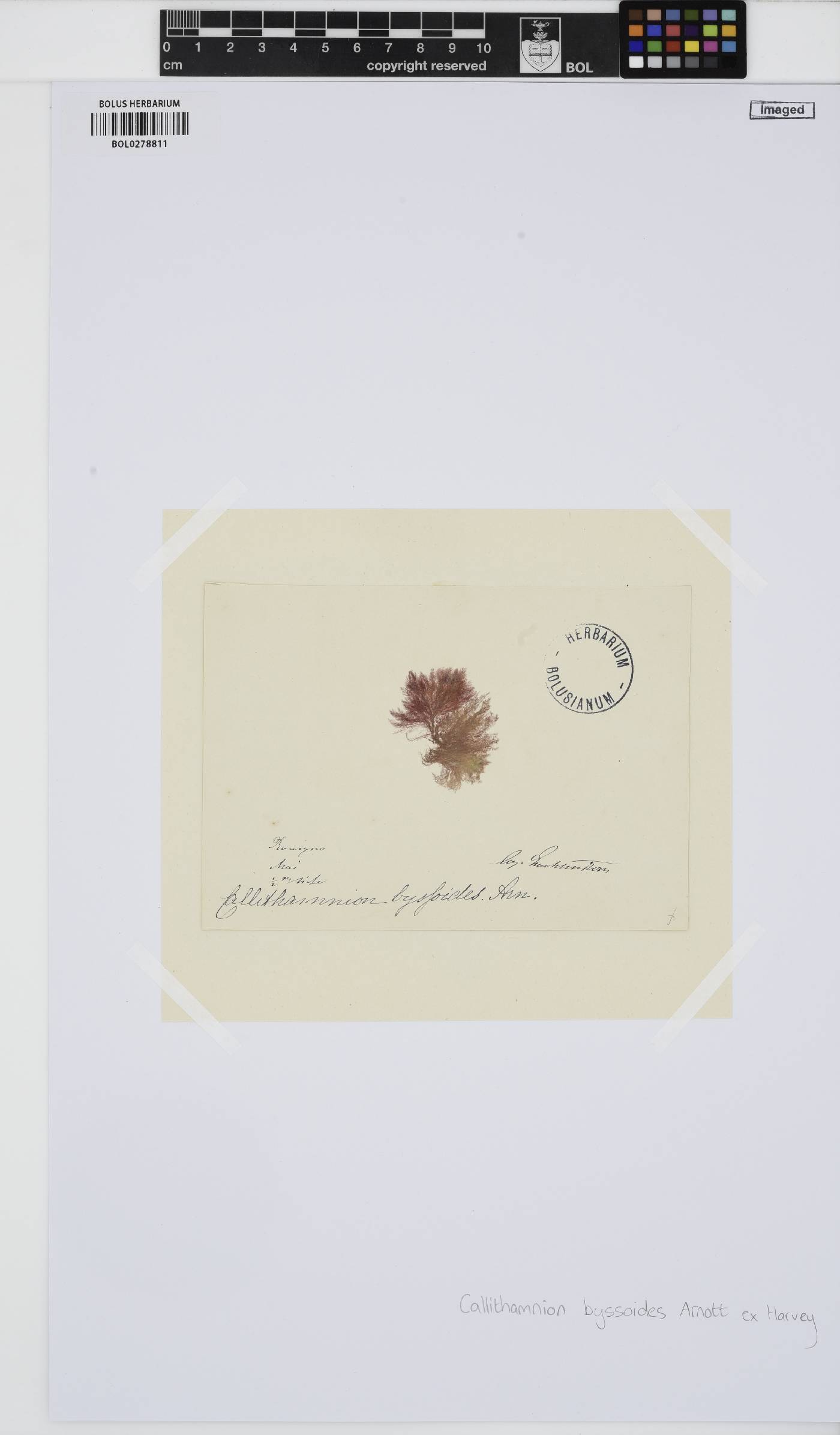 Callithamnion byssoides image