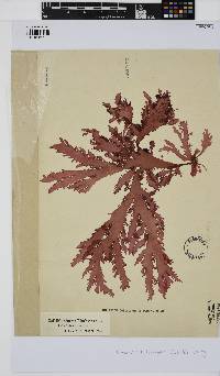 Calliblepharis fimbriata image