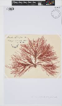 Bornetia secundiflora image