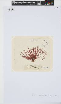 Bornetia secundiflora image