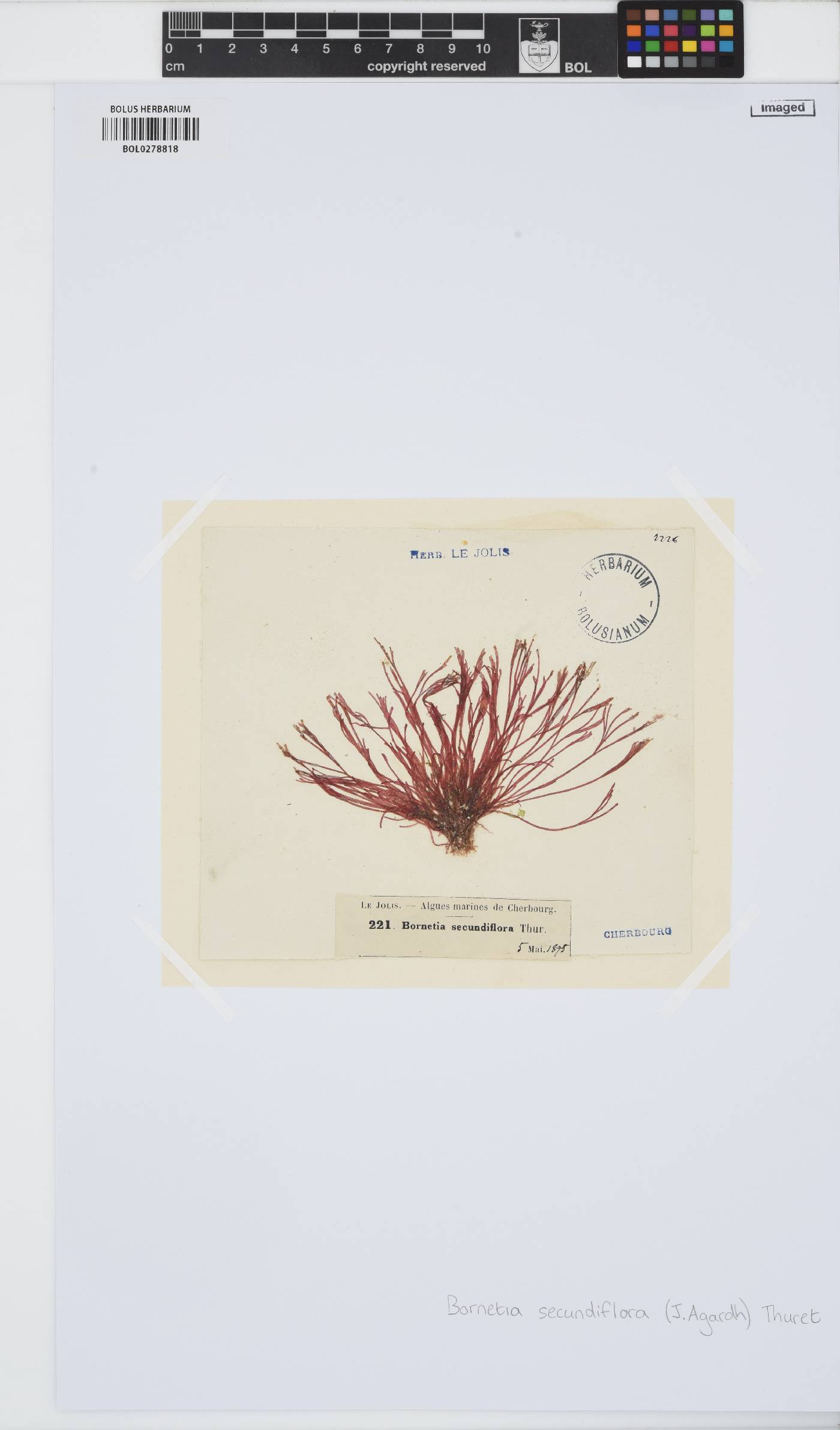 Bornetia secundiflora image