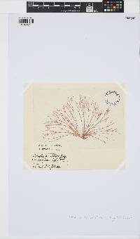 Bornetia secundiflora image