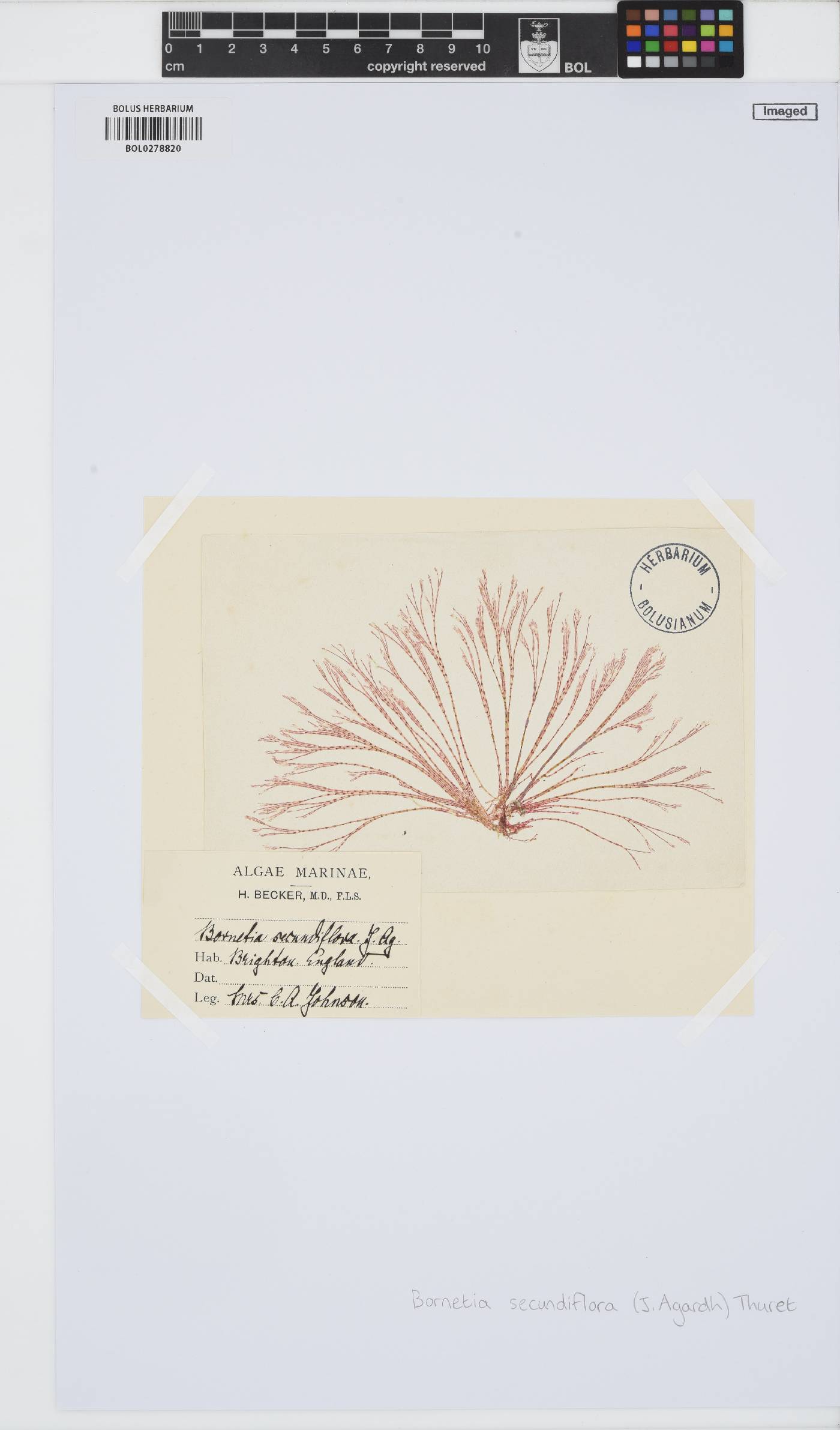 Bornetia secundiflora image