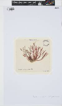 Bornetia secundiflora image