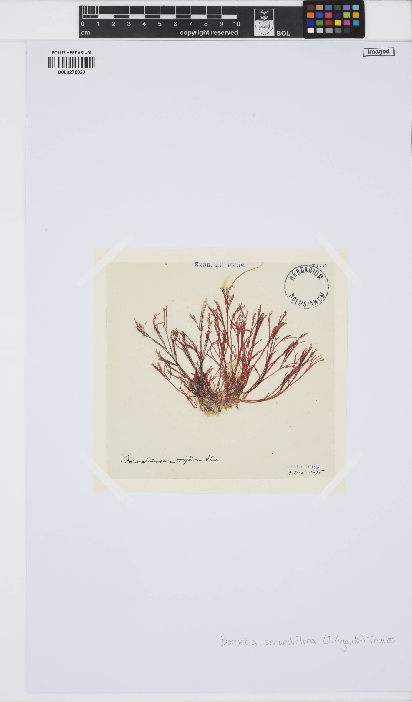 Bornetia secundiflora image