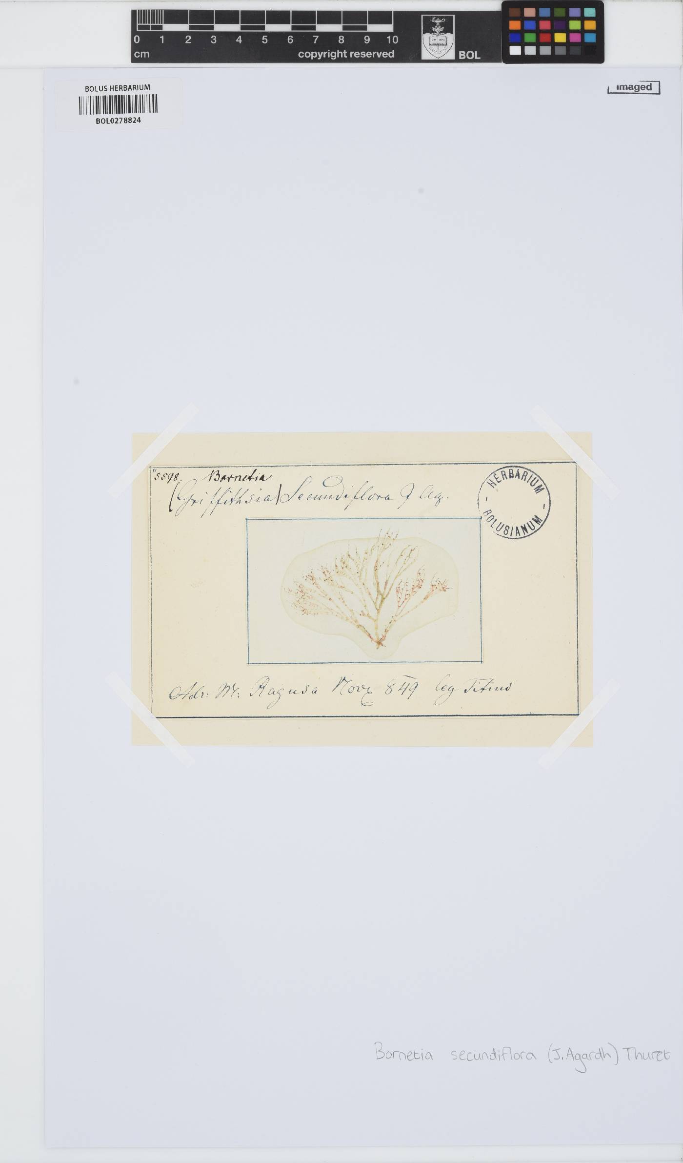Bornetia secundiflora image