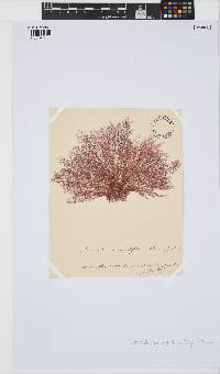 Bornetia secundiflora image