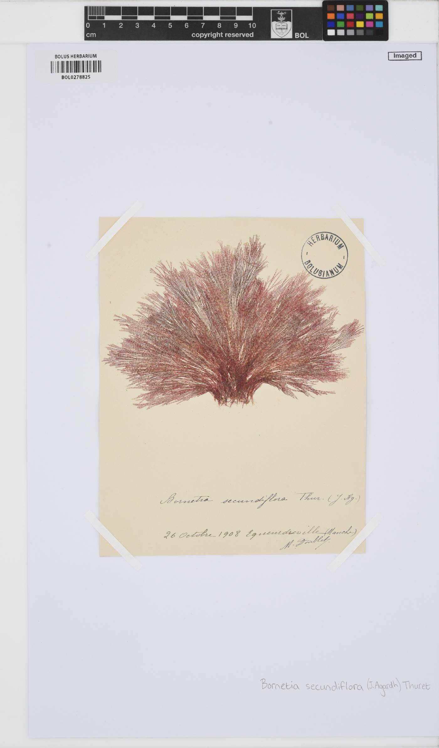 Bornetia secundiflora image