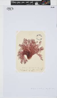 Bornetia secundiflora image