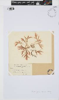 Asparagopsis armata image