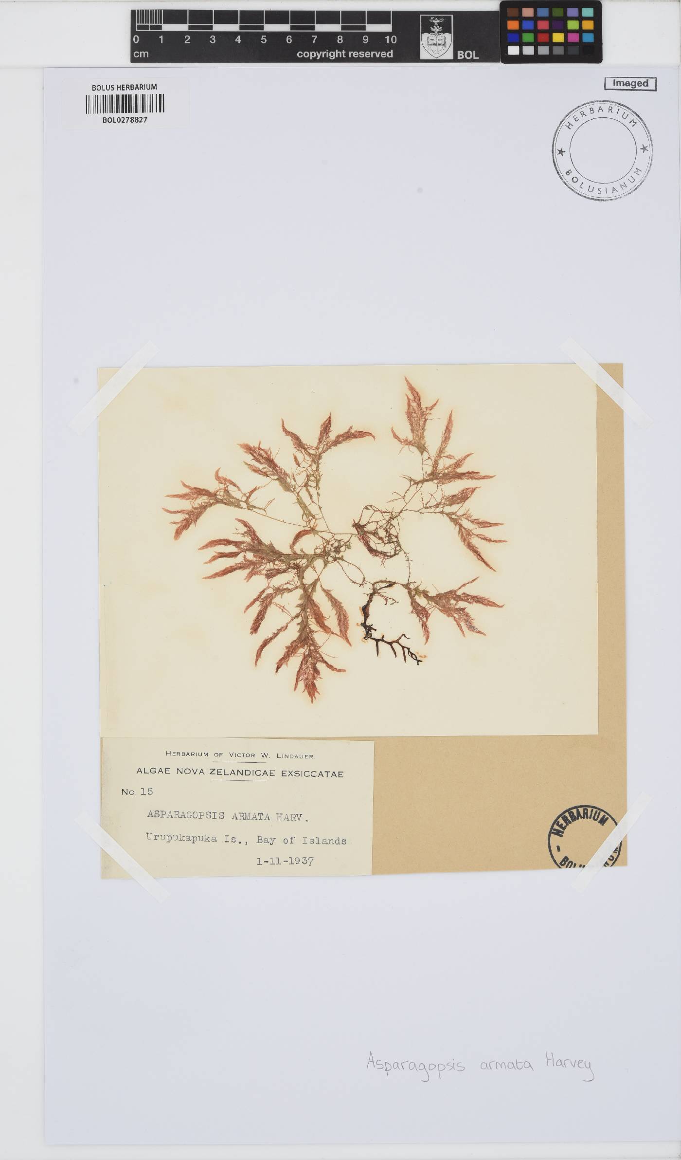 Asparagopsis armata image