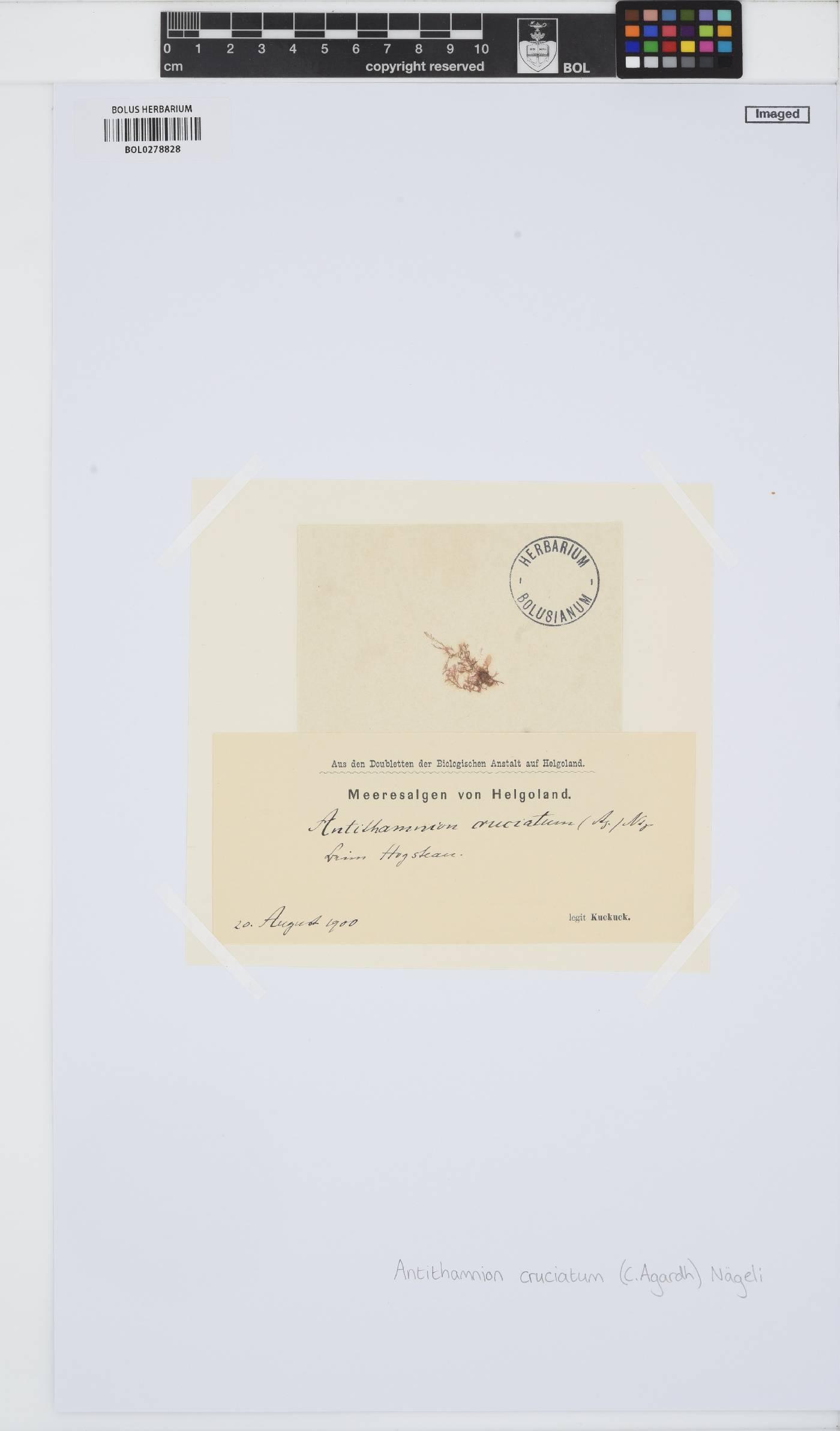 Antithamnion cruciatum image