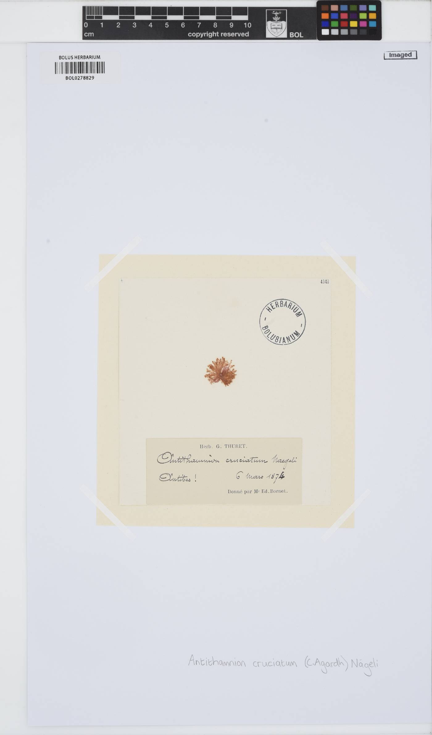 Antithamnion cruciatum image