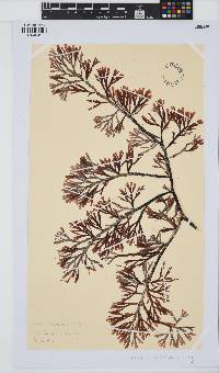 Amansia pinnatifida image