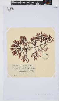 Amansia pinnatifida image